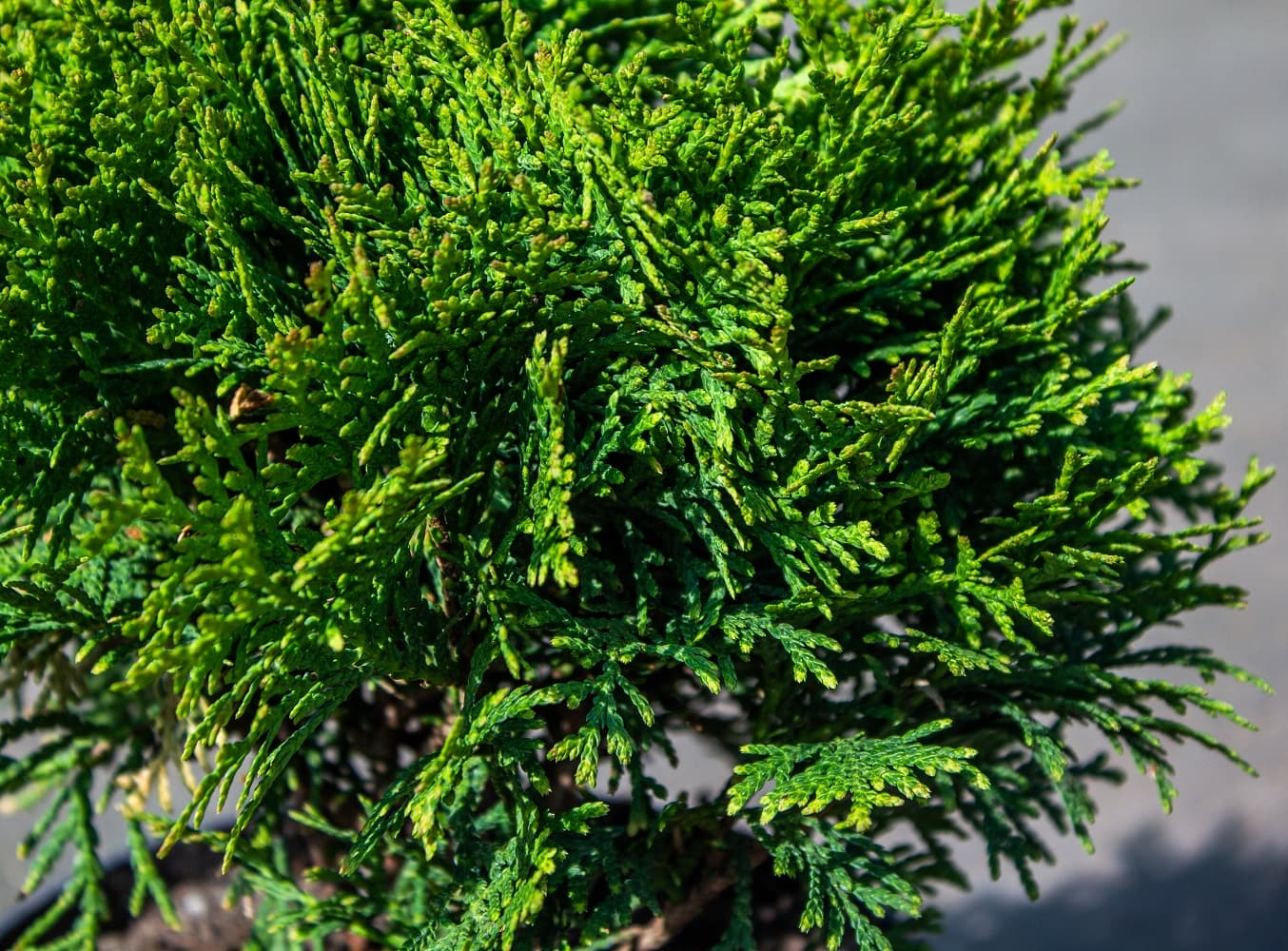 Саженец западной туи Даника/Thuja occidentalis Danica С3/20-30 — купить по  низкой цене в интернет-магазине Стройландия, отзывы и характеристики,  доставка в Саратове