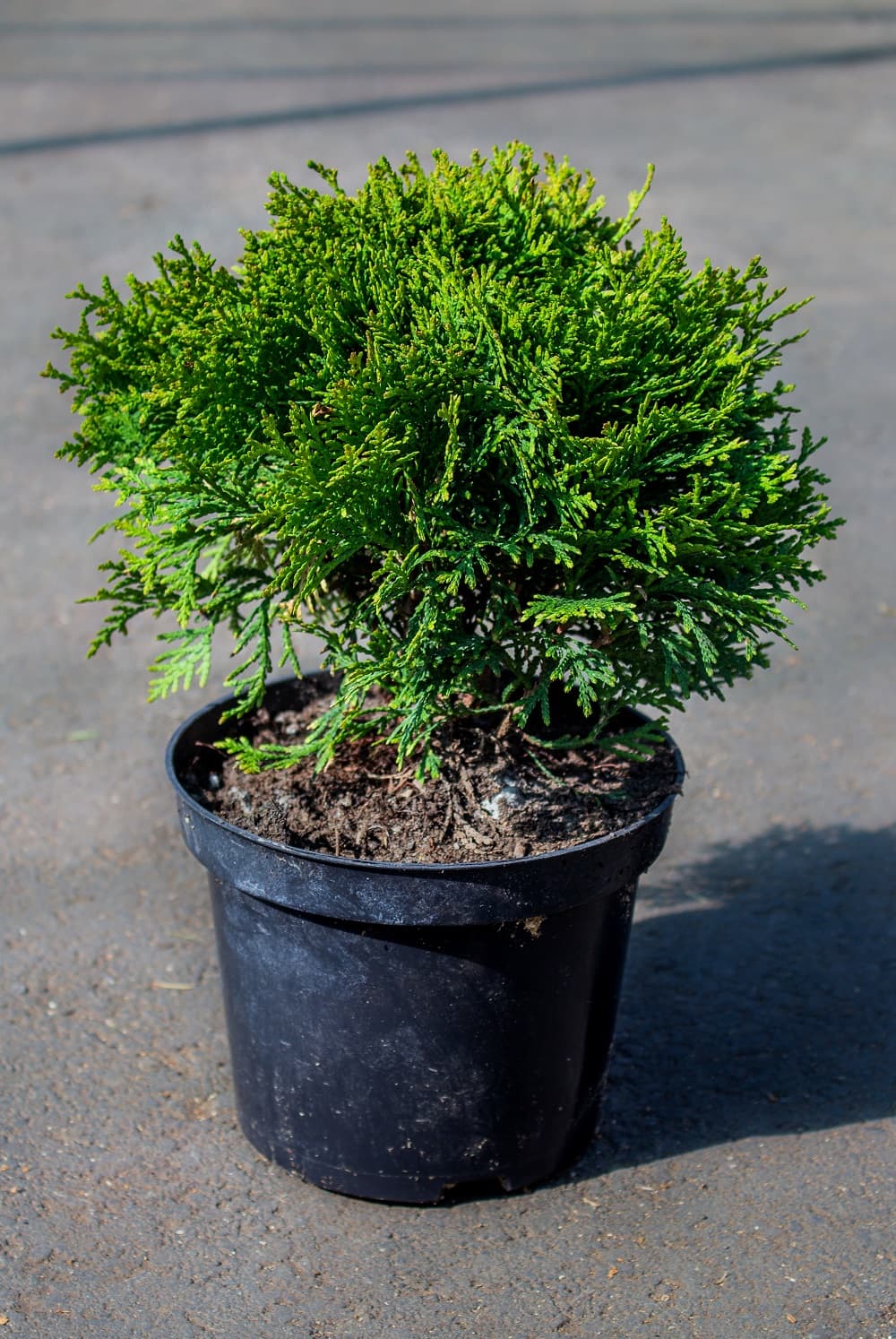 Саженец западной туи Даника/Thuja occidentalis Danica С3/20-30 — купить по  низкой цене в интернет-магазине Стройландия, отзывы и характеристики,  доставка в Саратове