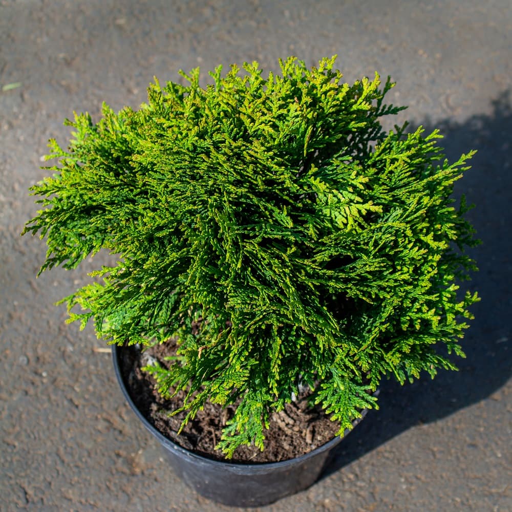 Саженец западной туи Даника/Thuja occidentalis Danica С3/20-30 — купить по  низкой цене в интернет-магазине Стройландия, отзывы и характеристики,  доставка в Саратове